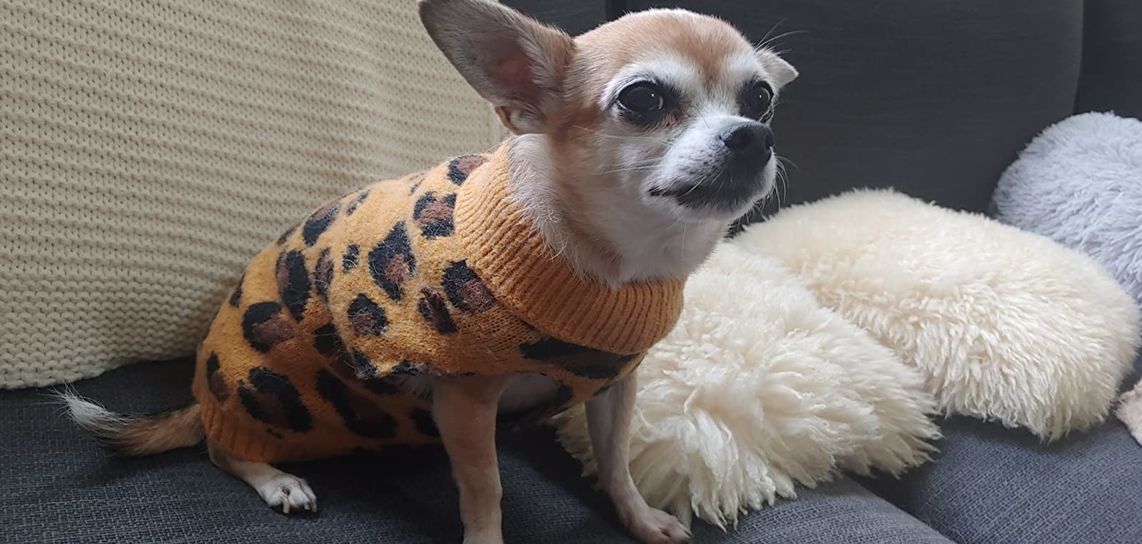 A chihuahua in the sweater in yellow