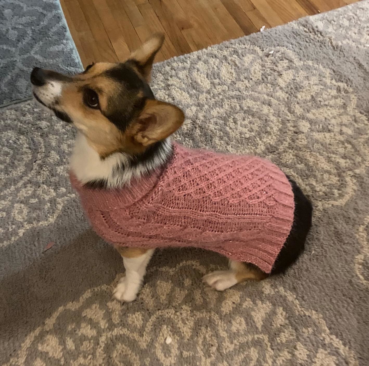 A corgi in the sweater in pink