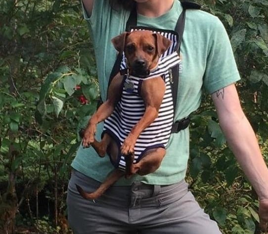 A dog in the striped carrier, hanging from the owner&#x27;s chest
