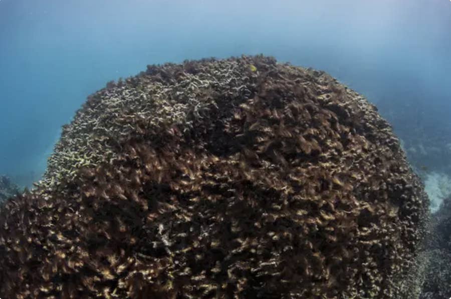 サンゴ礁の死骸、大規模な山火事…。気候変動の影響がわかる9枚の写真