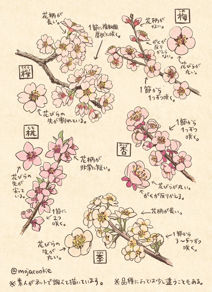 サクラとモモの違い 知ってる 春の花の見分け方を教えてくれるイラストに ちょうど知りたいと思ってた