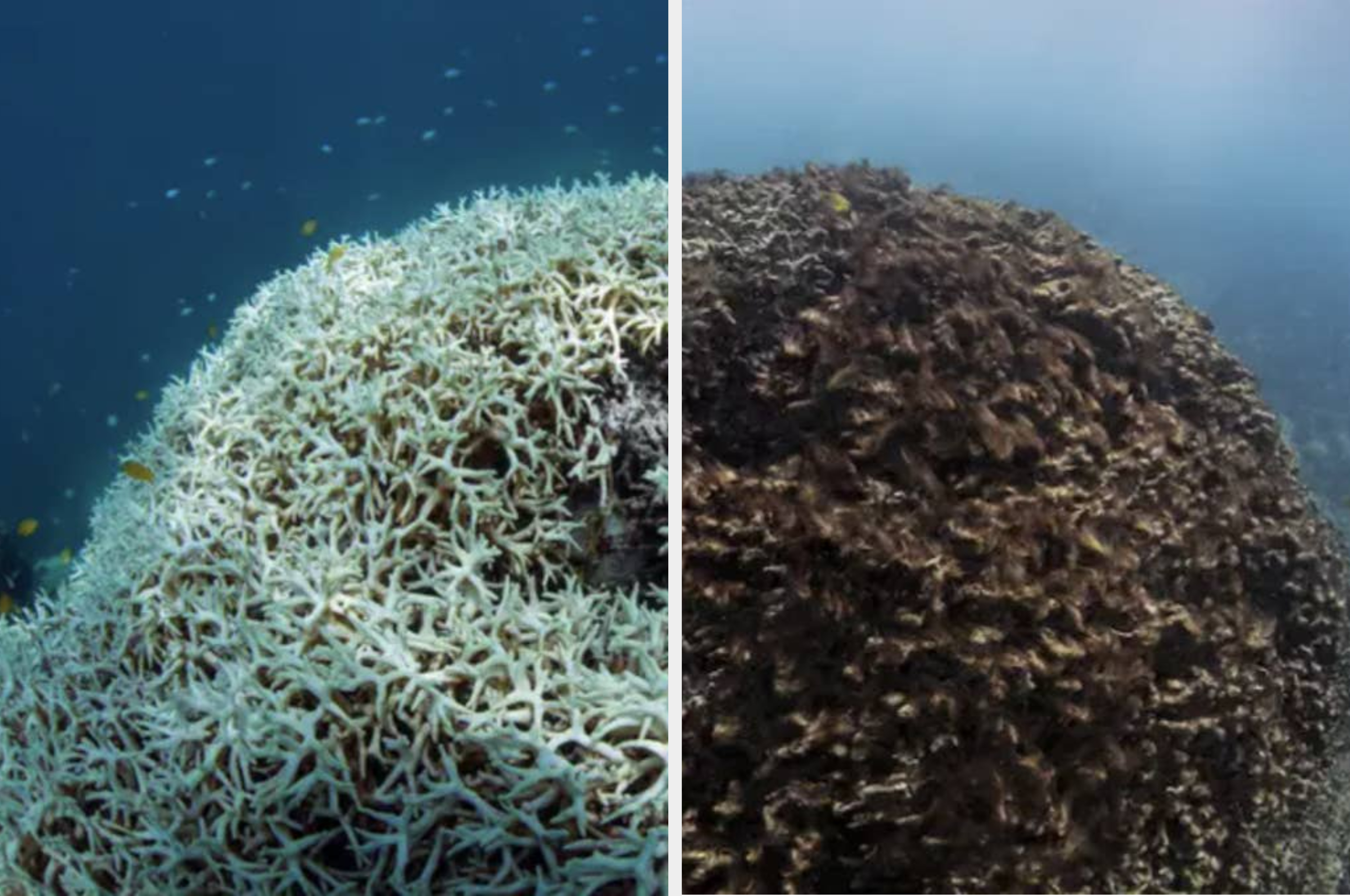 サンゴ礁の死骸、大規模な山火事…。気候変動の影響がわかる9枚の写真