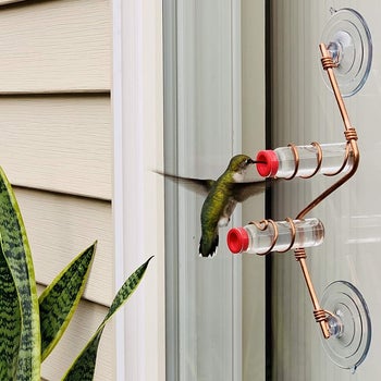 a hummingbird eating at a feeder stuck on a window with suction cups