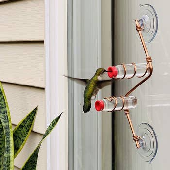 a hummingbird eating at a feeder stuck on a window with suction cups