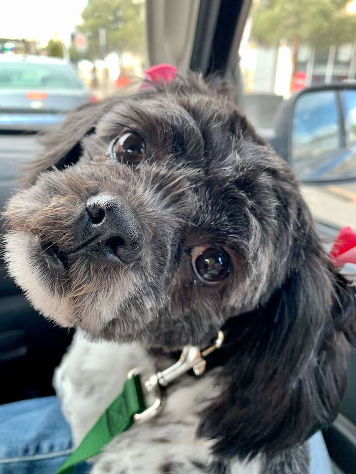 A dog sitting on someone&#x27;s lap in the passenger seat of a car looks into the camera