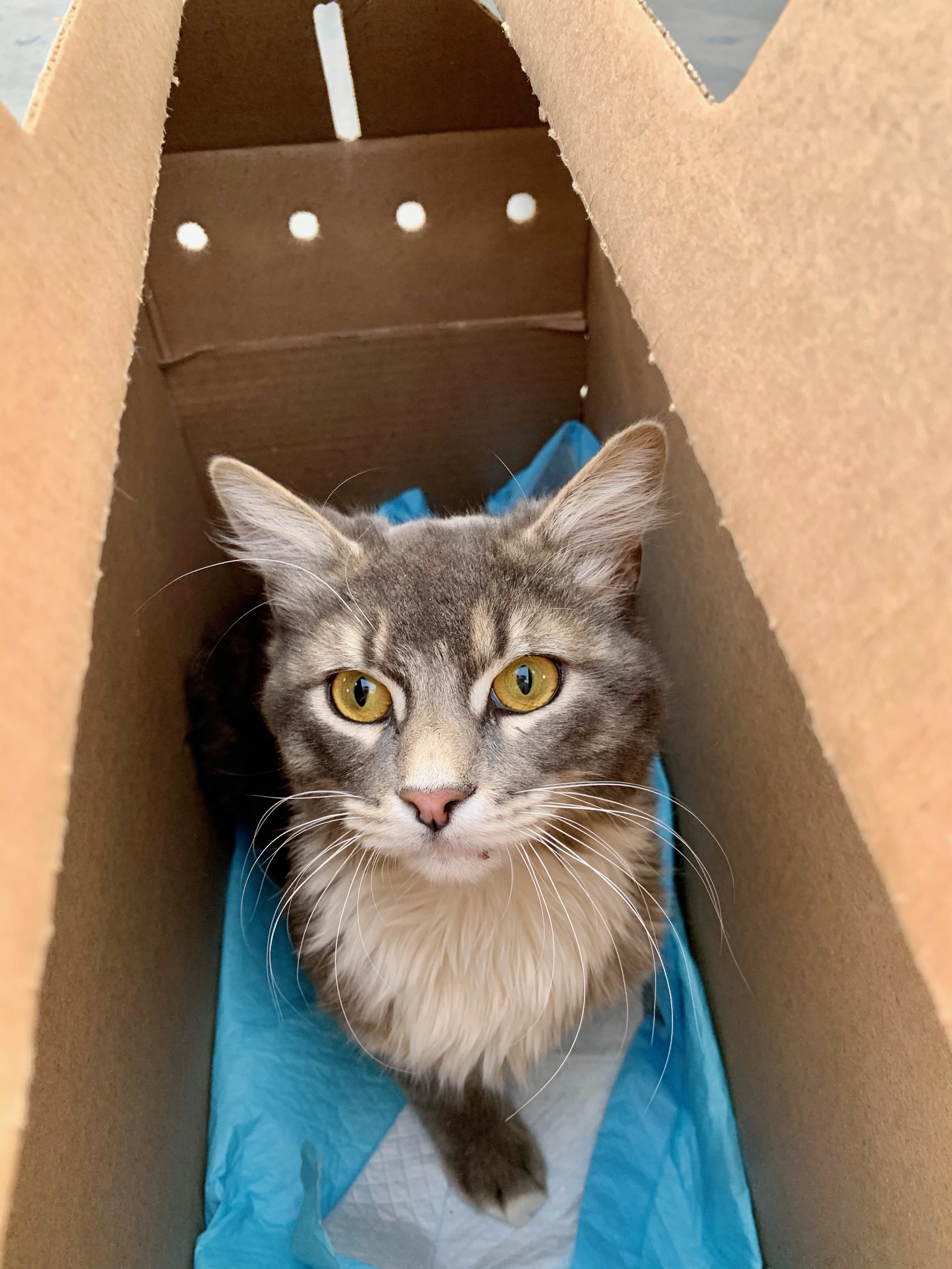 A cat sits in a box