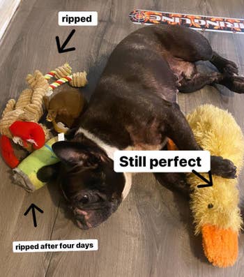 buzzfeed editor's dog next to three torn-apart toys captioned 