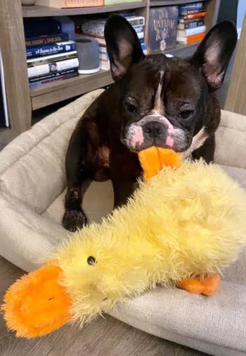 buzzfeed editor's french bulldog chewing the duck