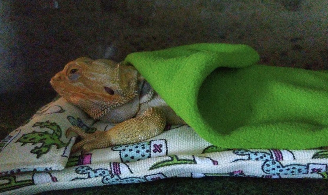 A reviewer&#x27;s bearded dragon in a blanket