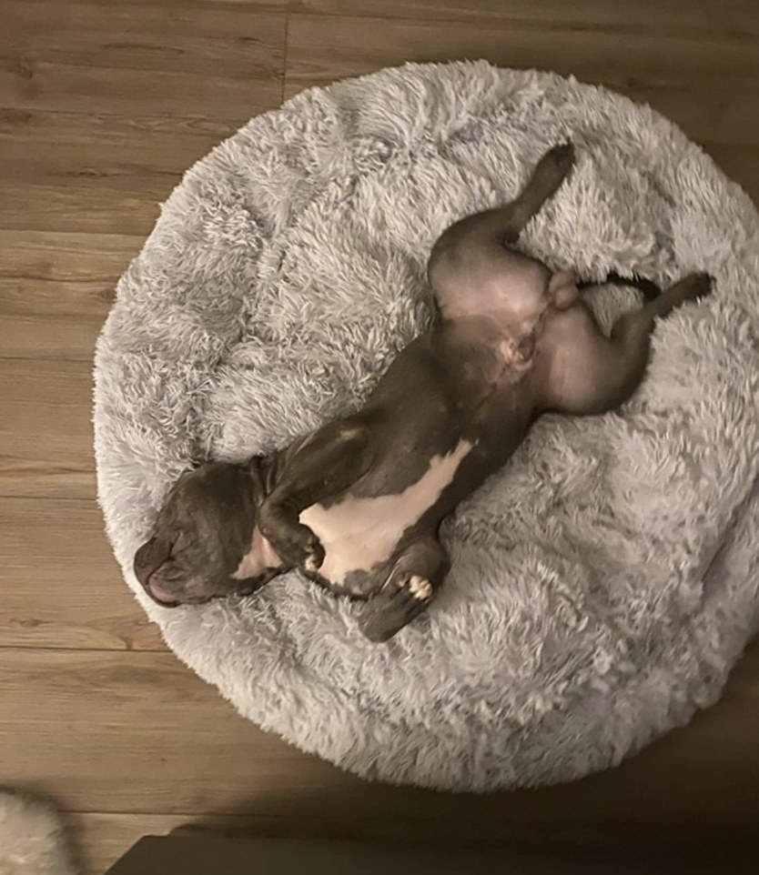 A dog sleeping on a plush bed