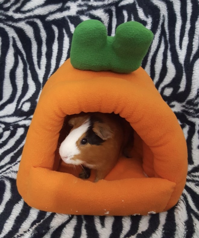 A guinea pig in a carrot-shaped hut