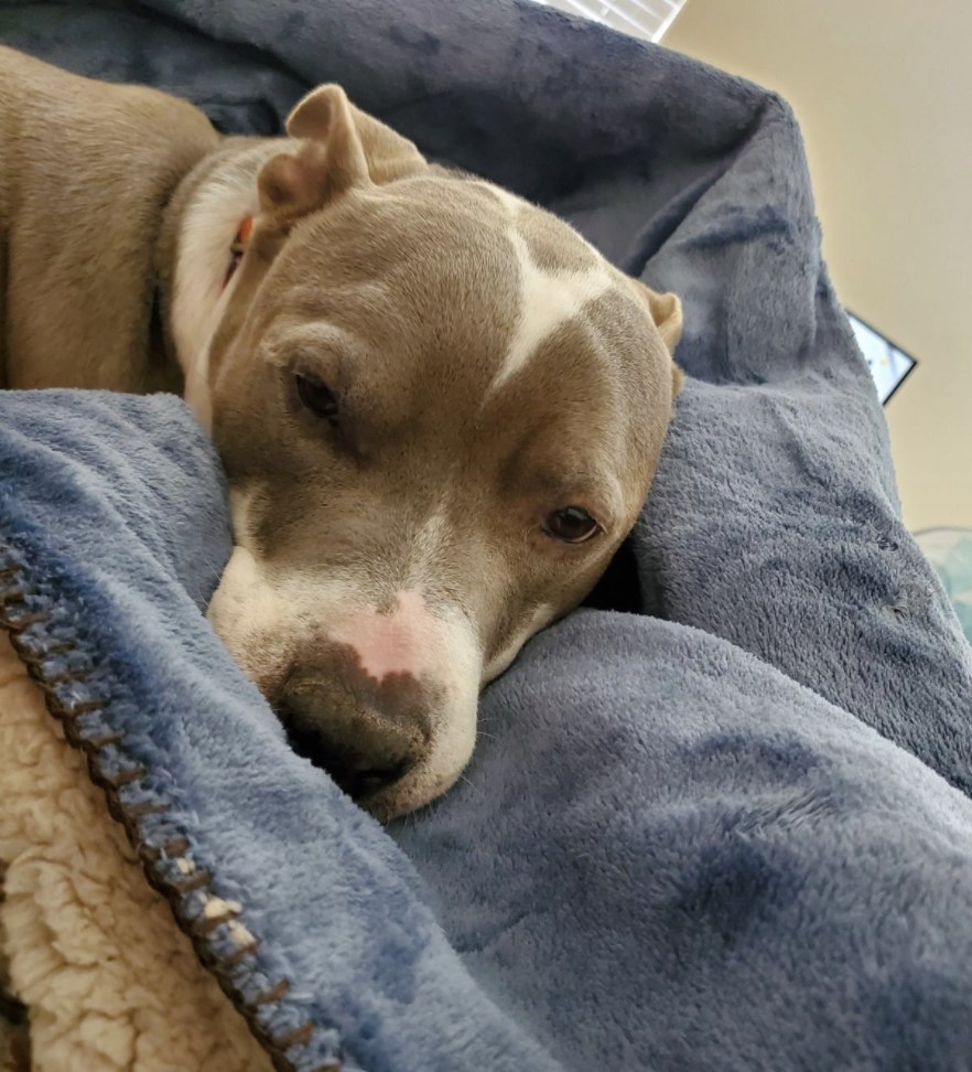 A dog on a blanket