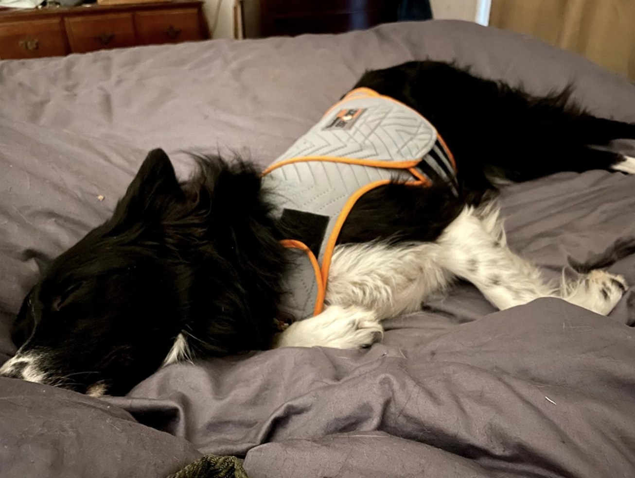 A dog sleeping in a Thundershirt
