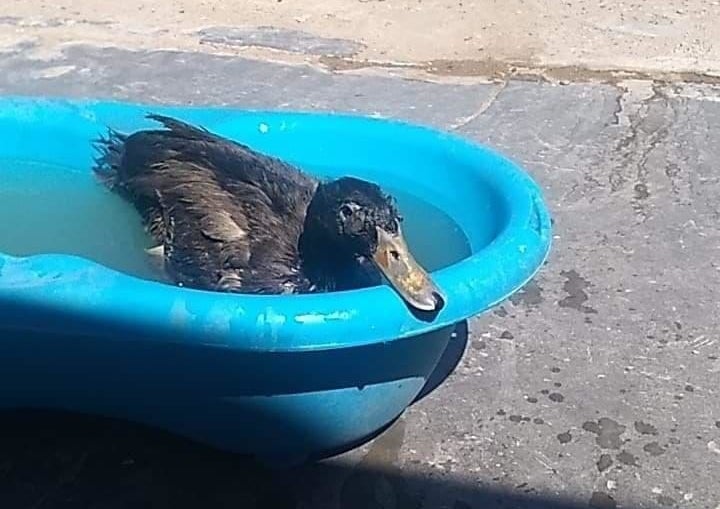 A duck sits in a small tub of water