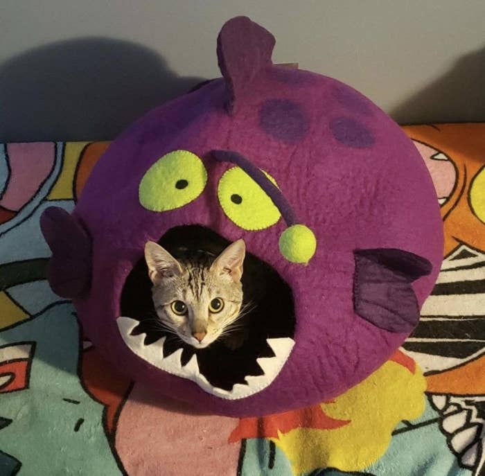 A cat in an anglerfish-shaped hut