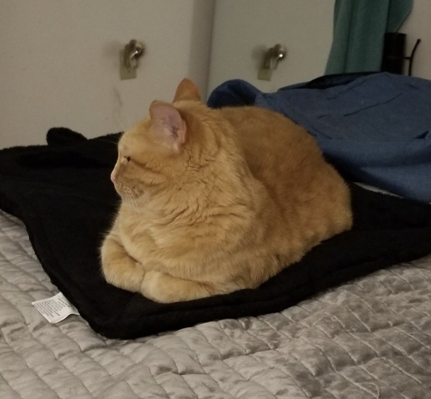 A cat on a pad