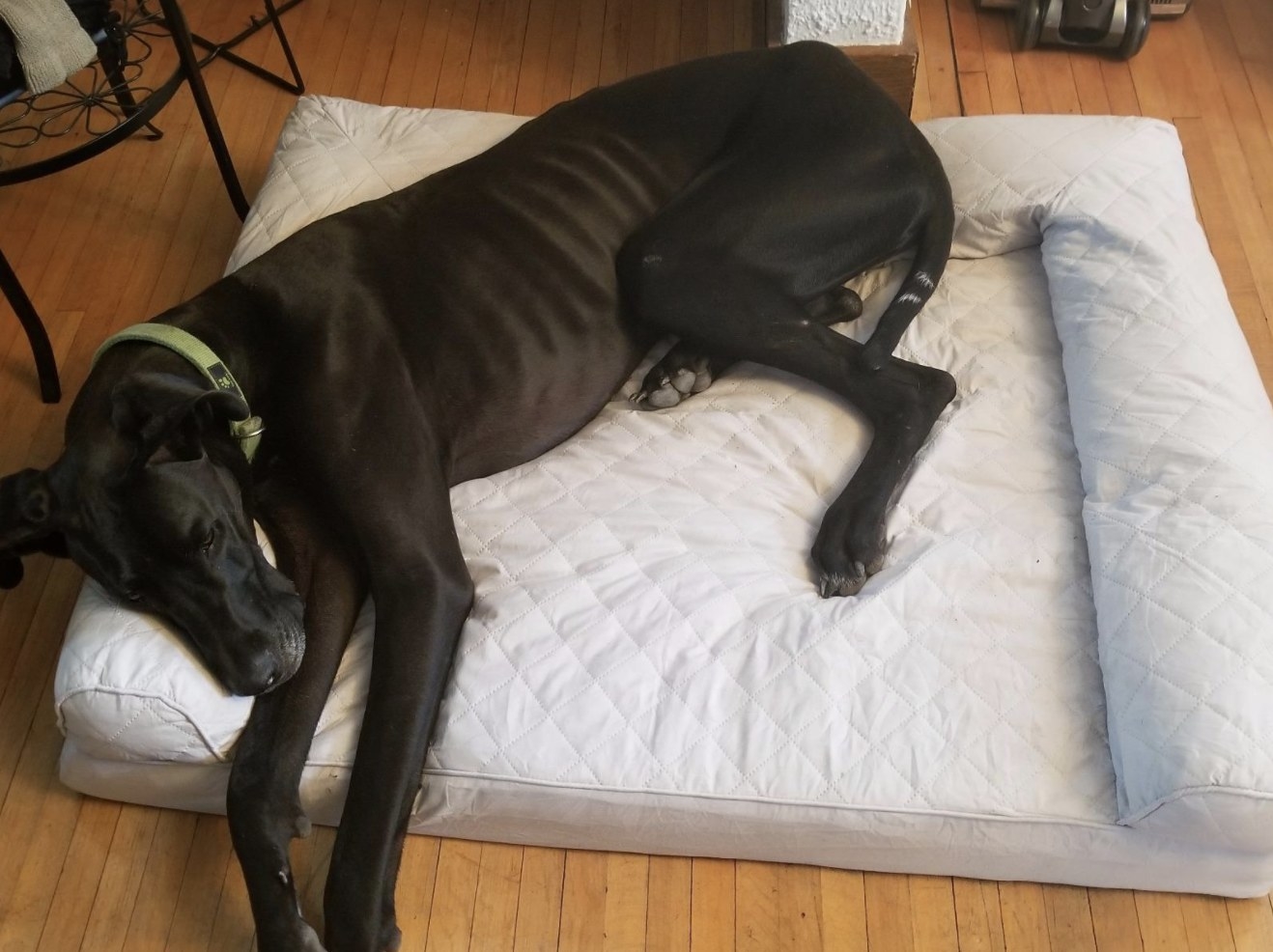 A dog on a dog bed