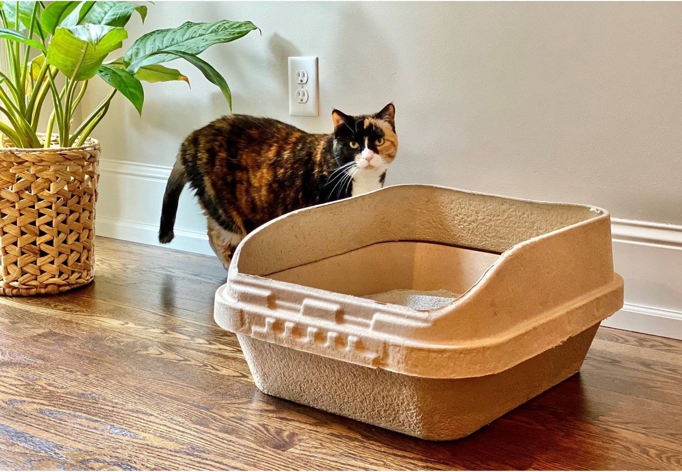 The disposable cardboard litter box