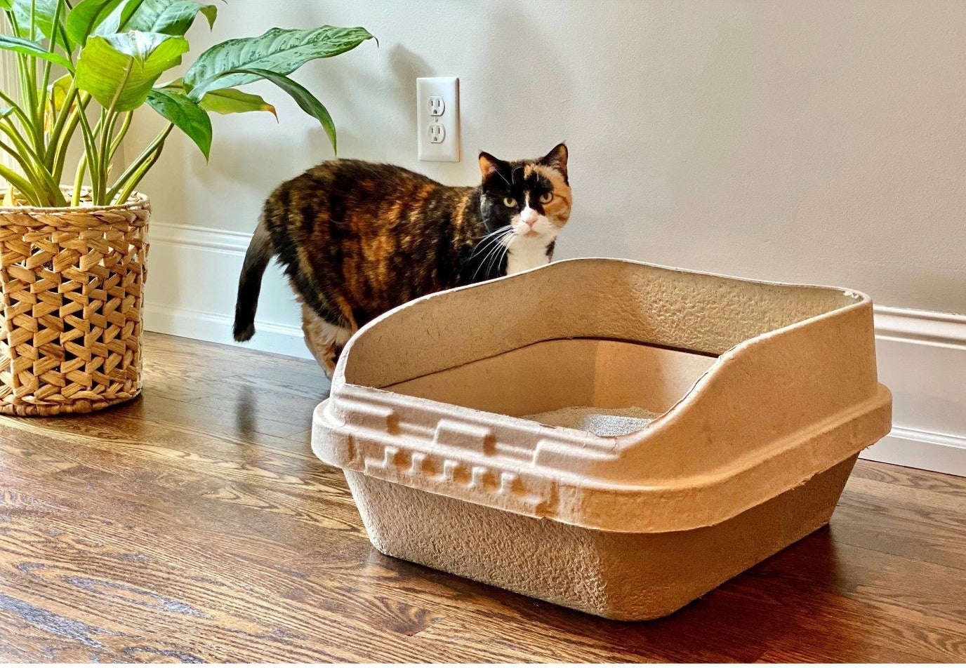 The disposable cardboard litter box