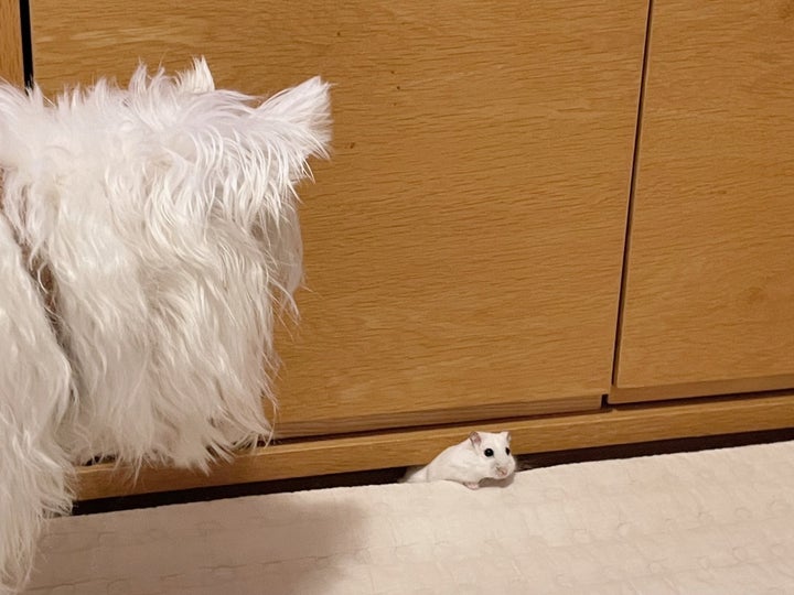 実写版 トムとジェリー 家具の隙間からハムスター 待ち受けていたのは