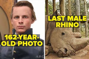 162 year old portrait of a civil war soldier restored and colorized, and the last male northern white rhino