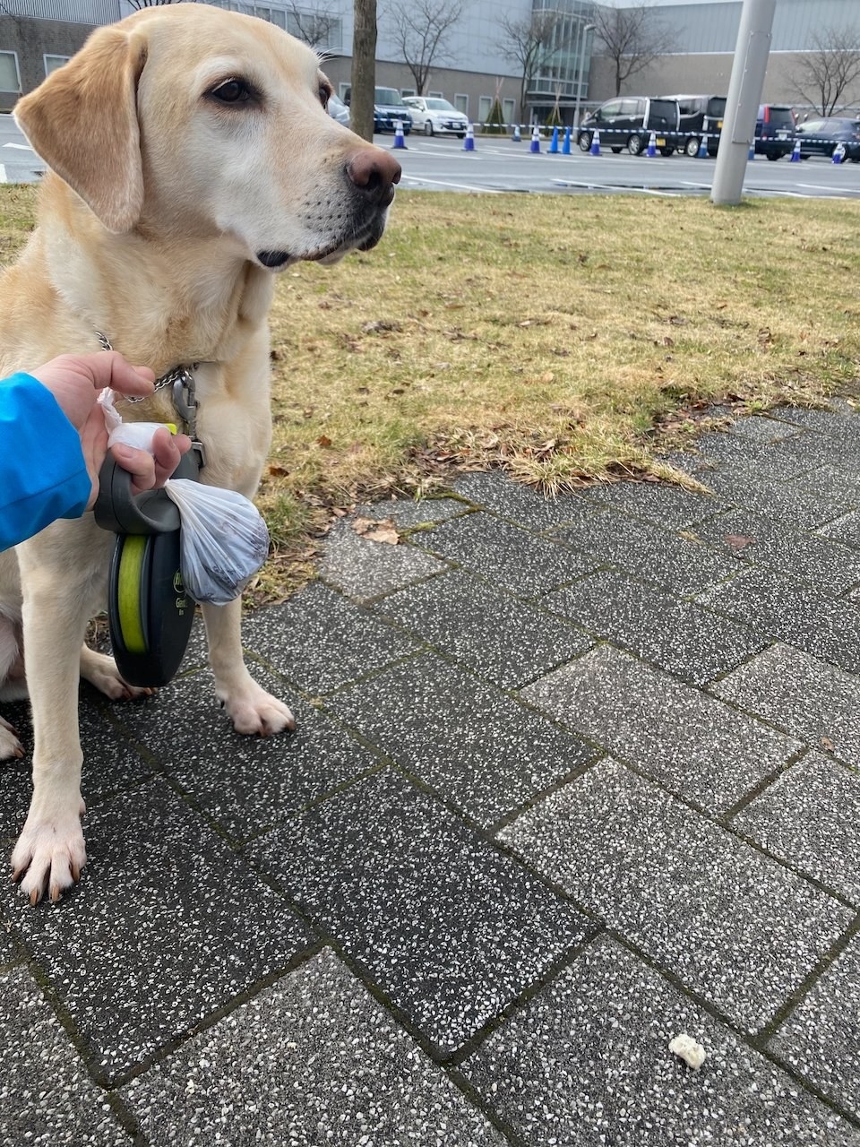 このイッヌかわいすぎ 飼い主がいない間に ちゃおちゅ る を食べ散らかすと