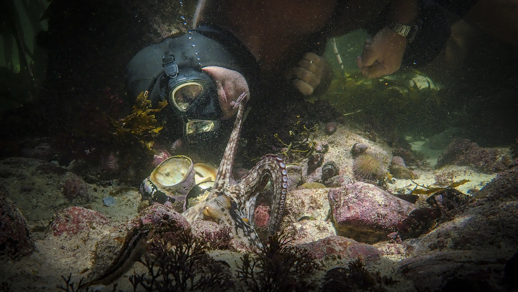 An octopus touches the face of a man underwater