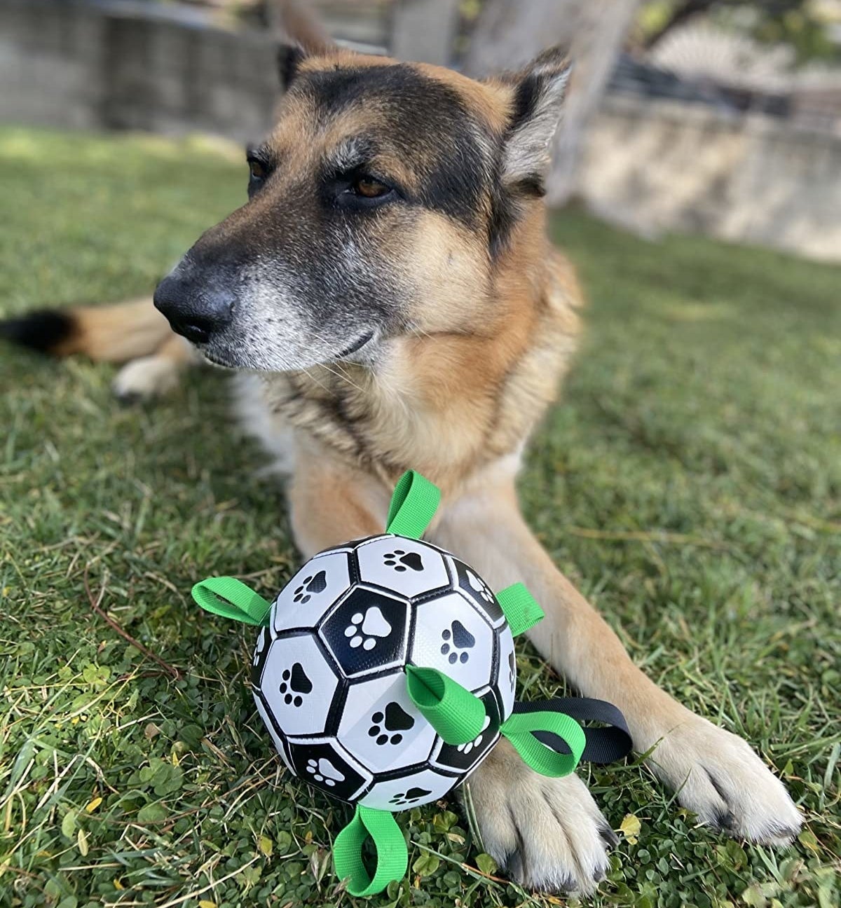 Dog in yard with ball