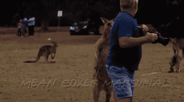 A kangaroo hopping towards a man with a camera, before knocking it out of his hands