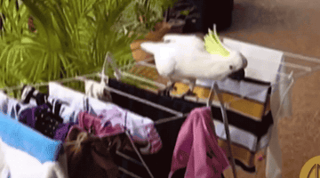 A cockatoo picking at some laundry that&#x27;s been hung