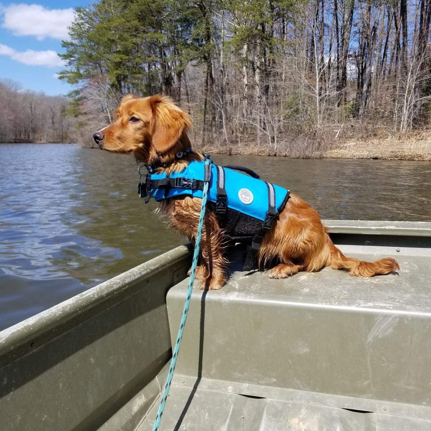 dog on boat in life vest