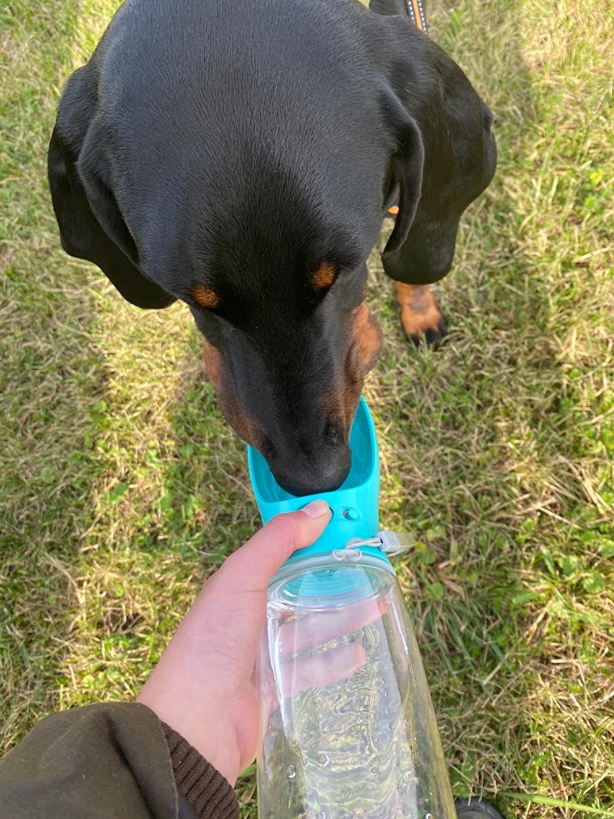 dog in grass drinking from water bottle