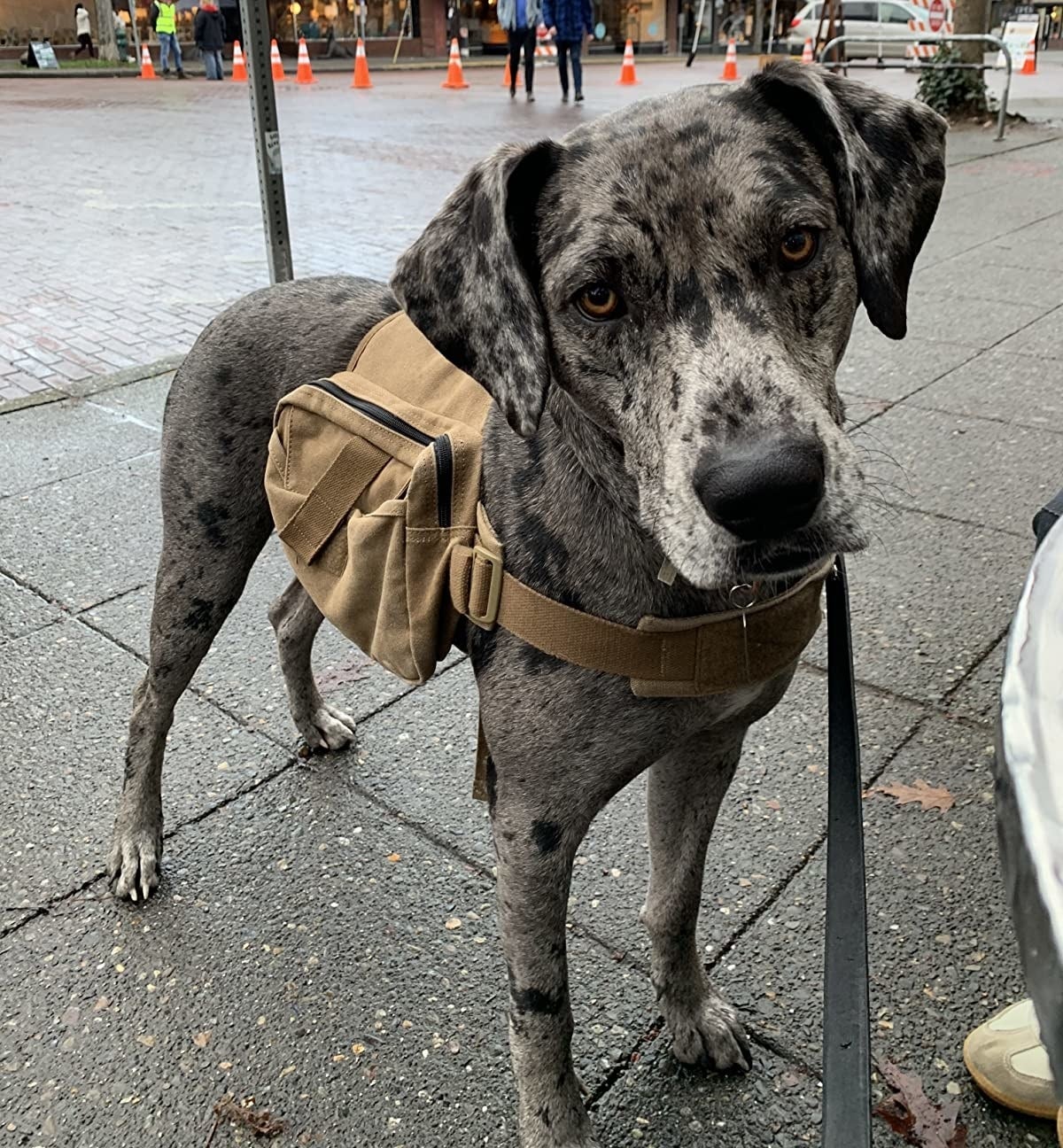 dog on sidewalk with backpack