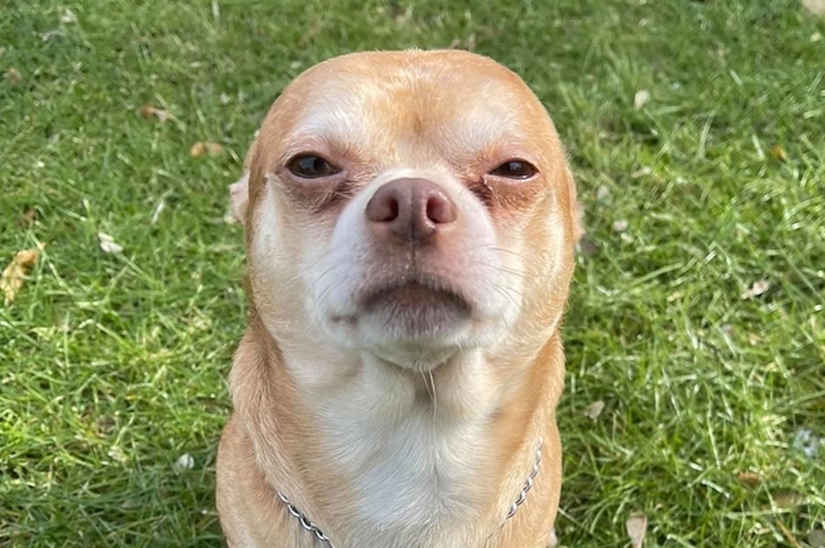 Chihuahua Named Prancer Goes Viral For Mean Personality