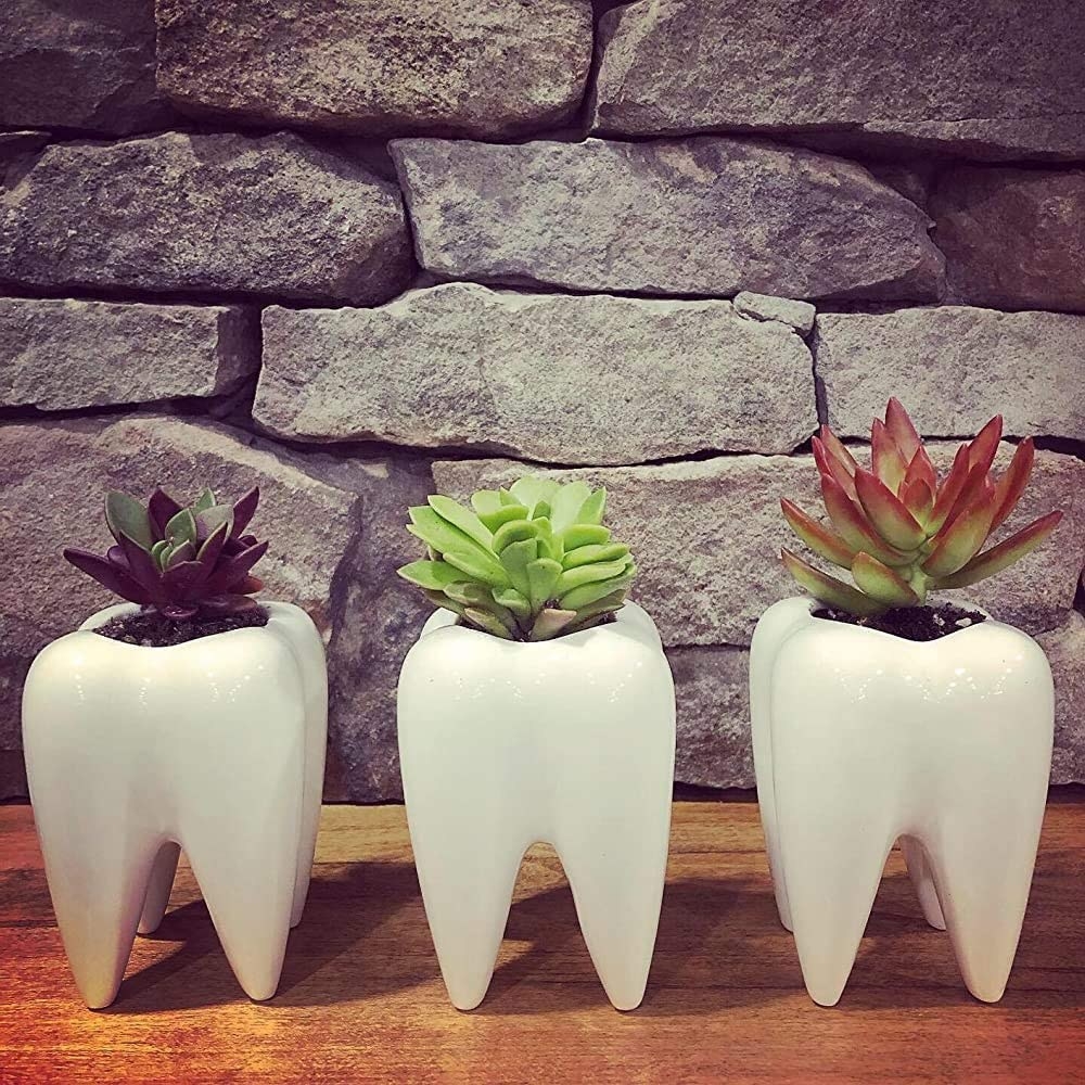 the tooth planters with plants in them