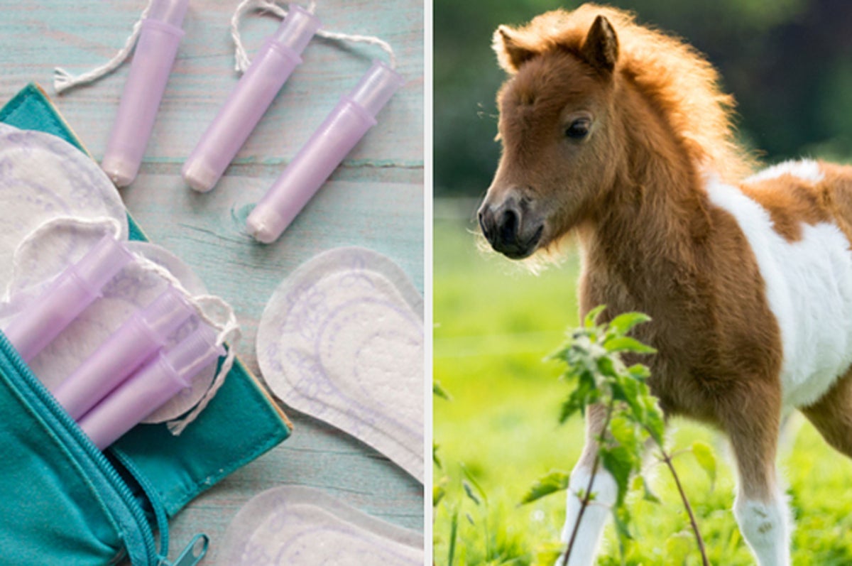 Daily Trivia Quiz Pms Baha Men And Baby Horses