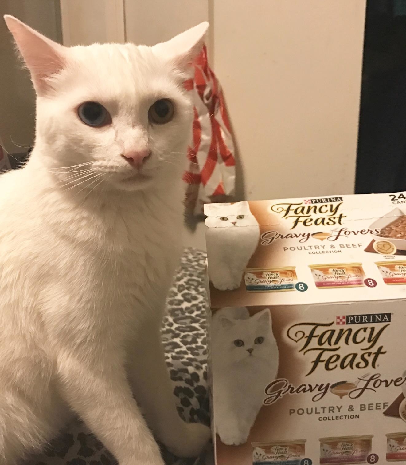 A white cat tries poses with the food