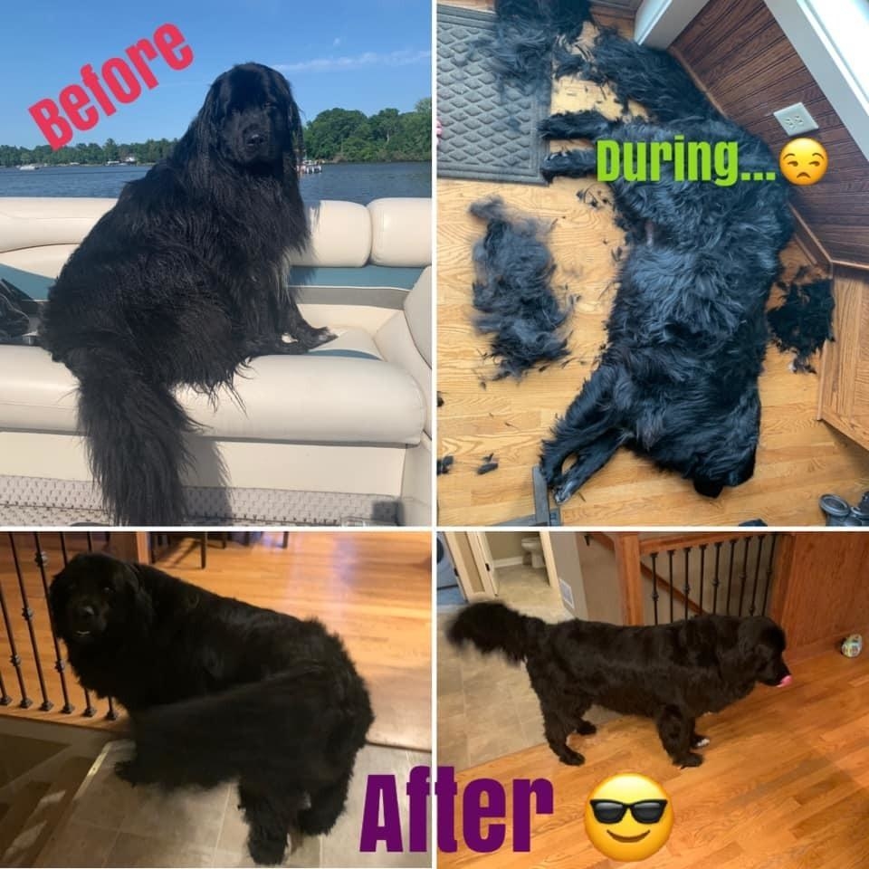 A reviewer&#x27;s dog before and after using the product