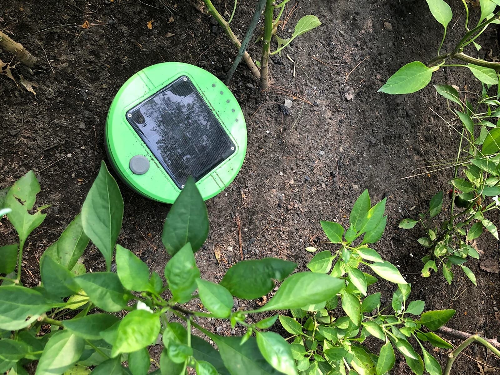 the weeding robot in a reviewers garden