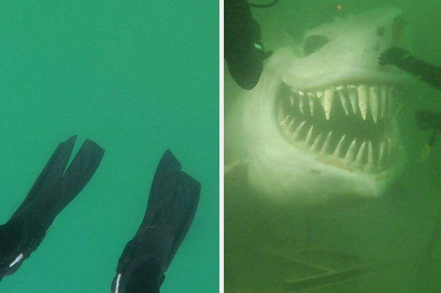 shark in swimming pool phobia