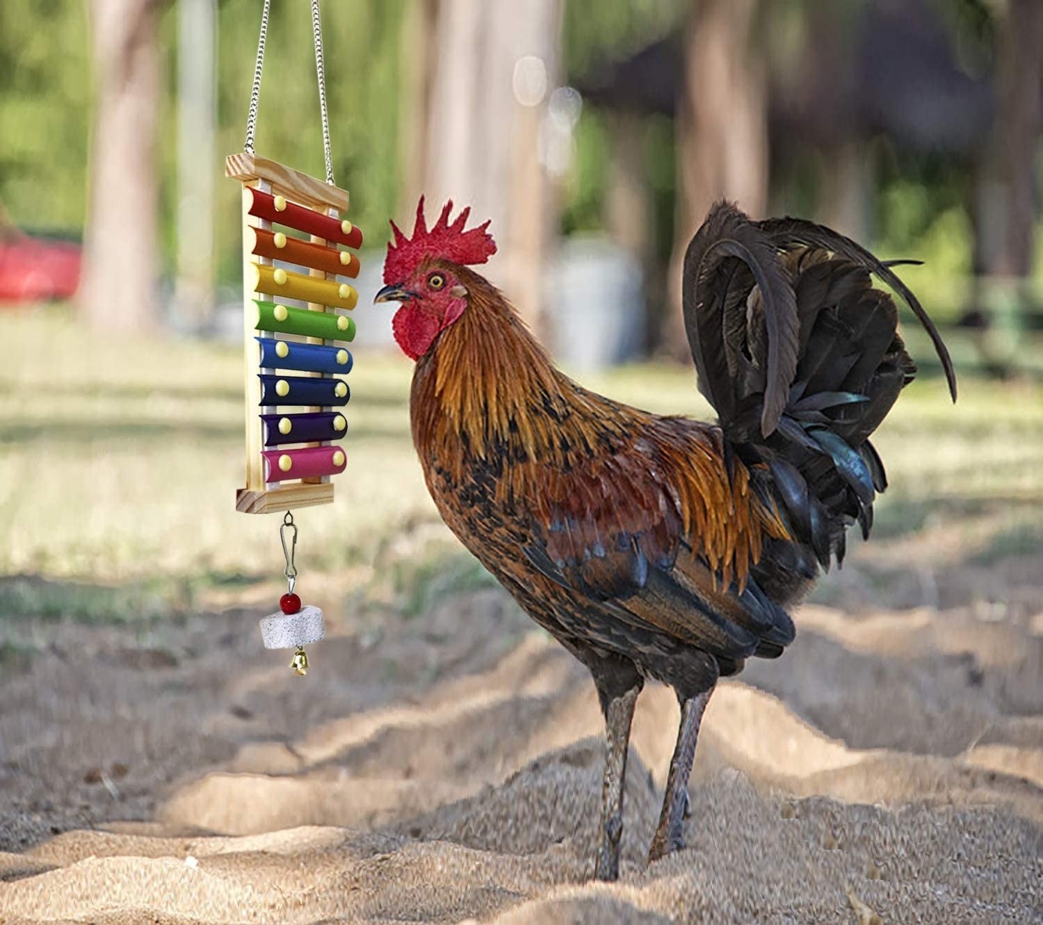 A chicken pecking a hanging colorful xylophone 