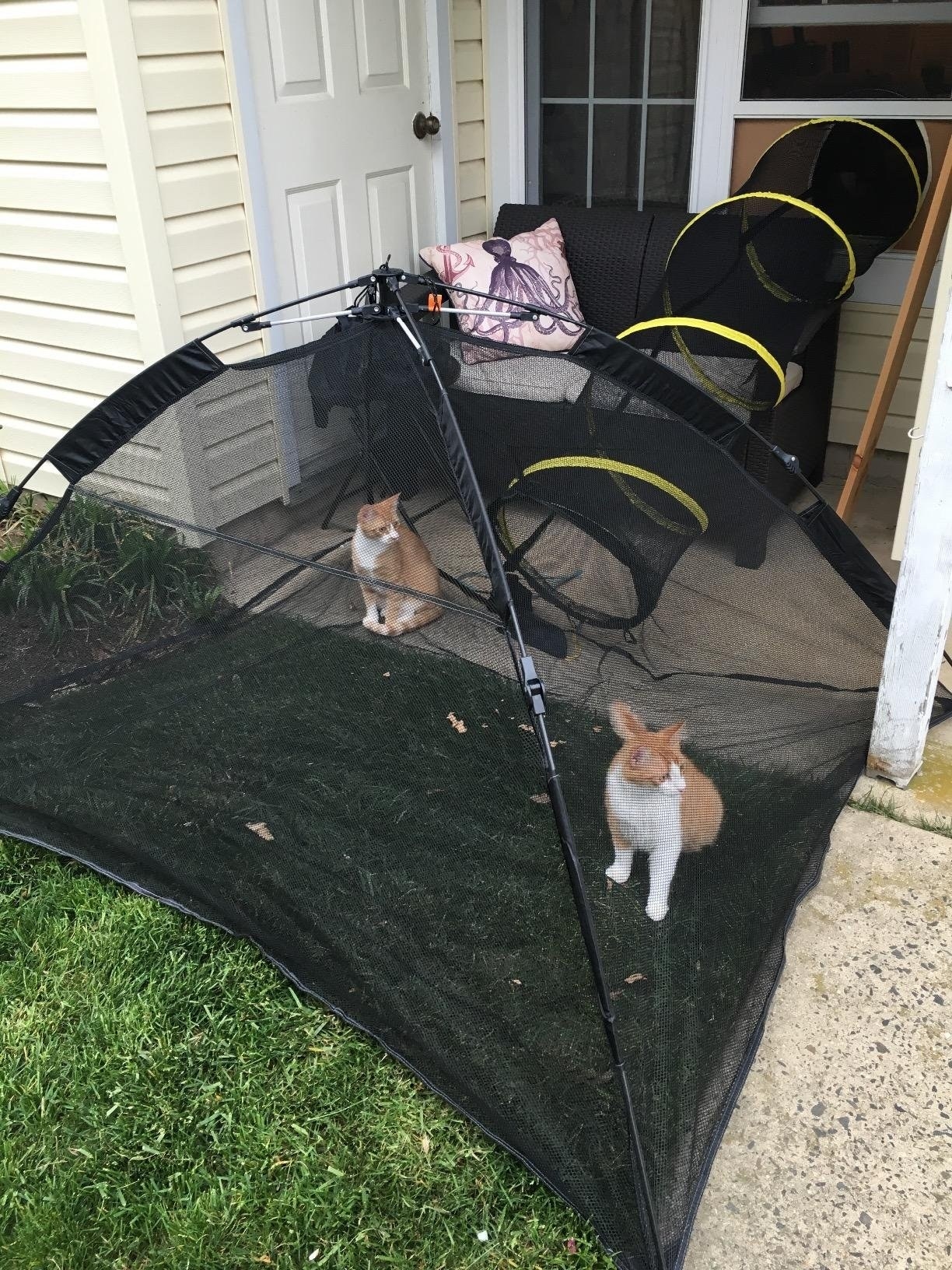 Cats in a black mesh tent