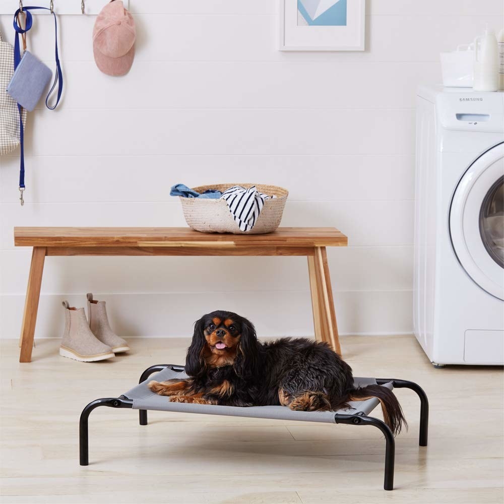 A dog sitting on a cooling cot 