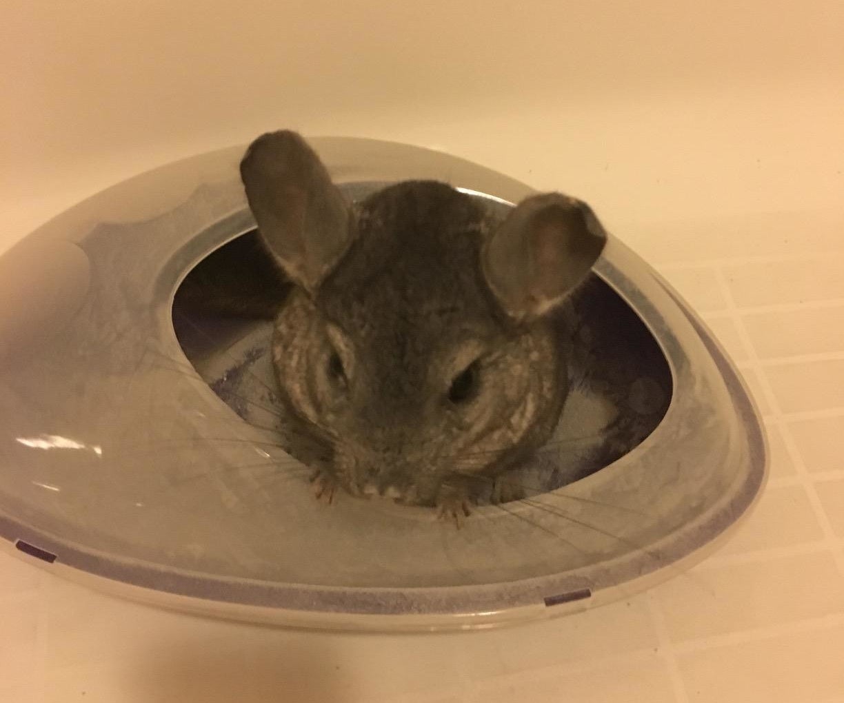 A chinchilla in the bath