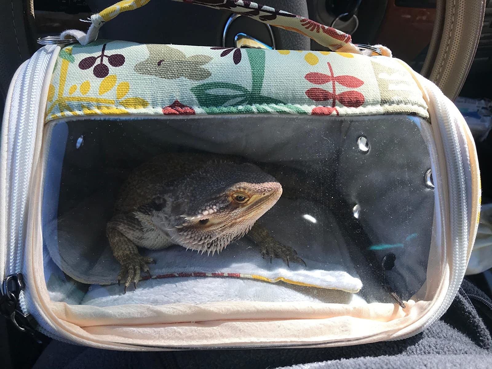 A lizard in the carrier