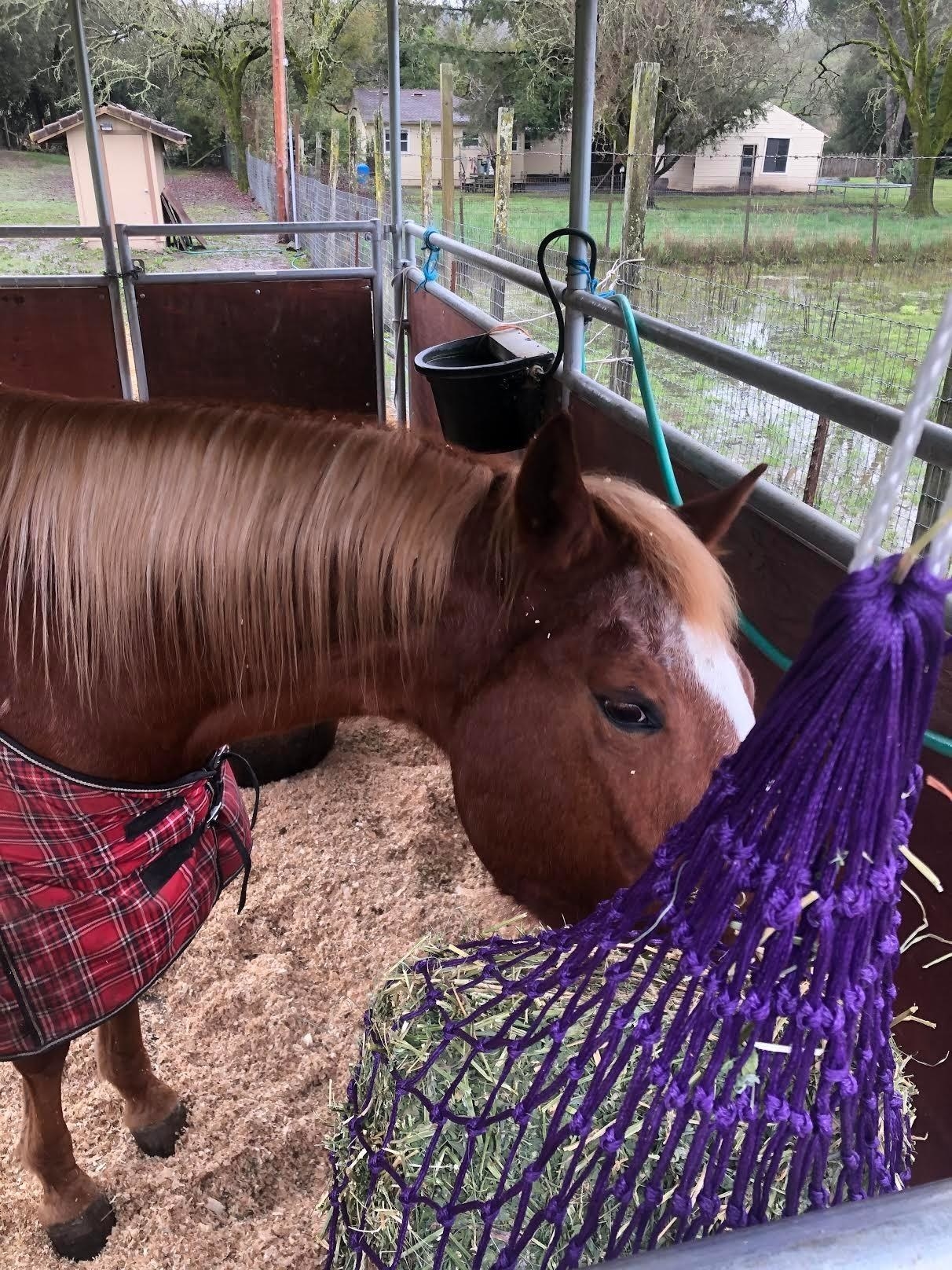 A horse eats from the net