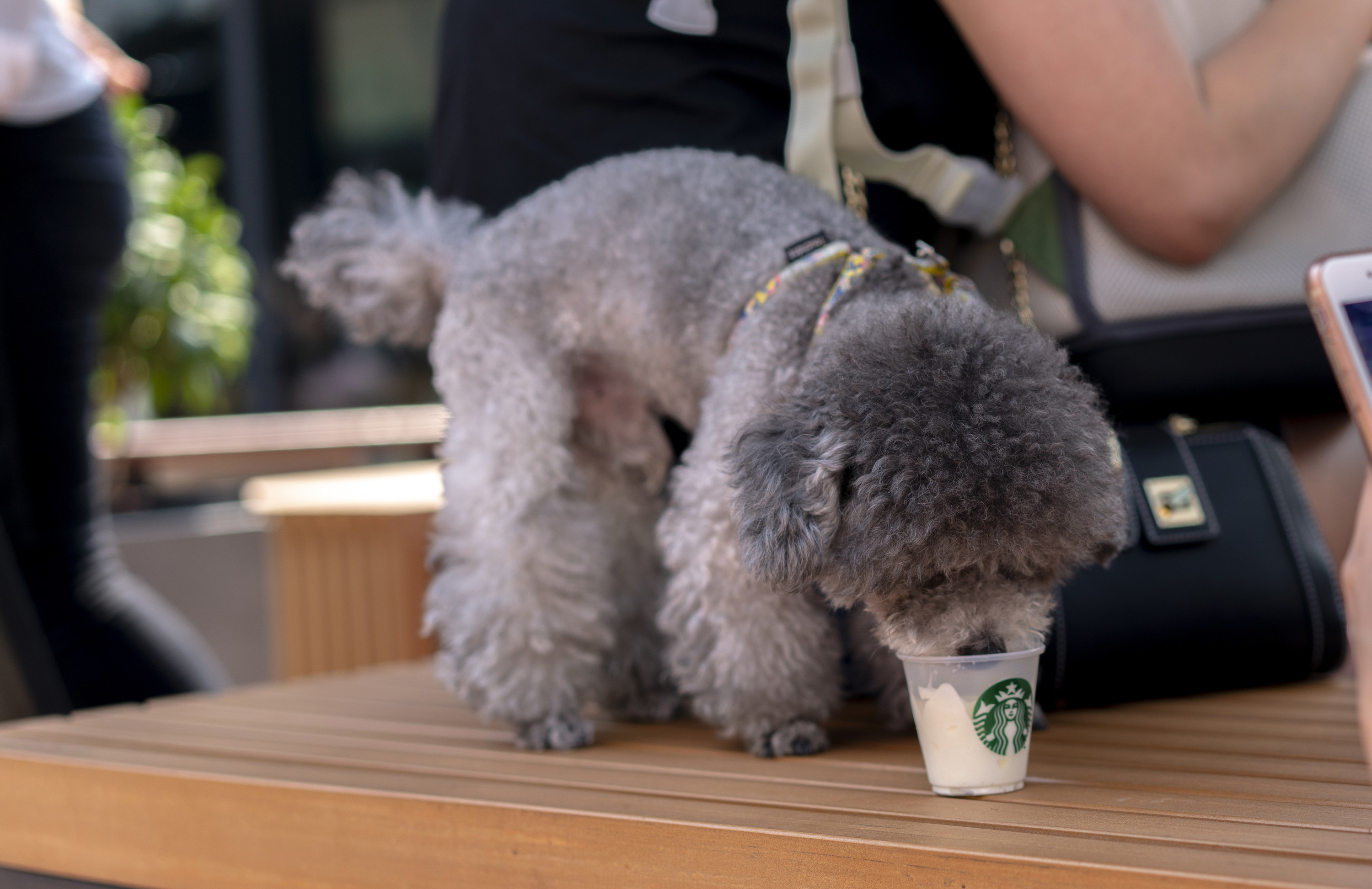 Small dog licking cream from a plastic cup marked with the Starbucks logo.