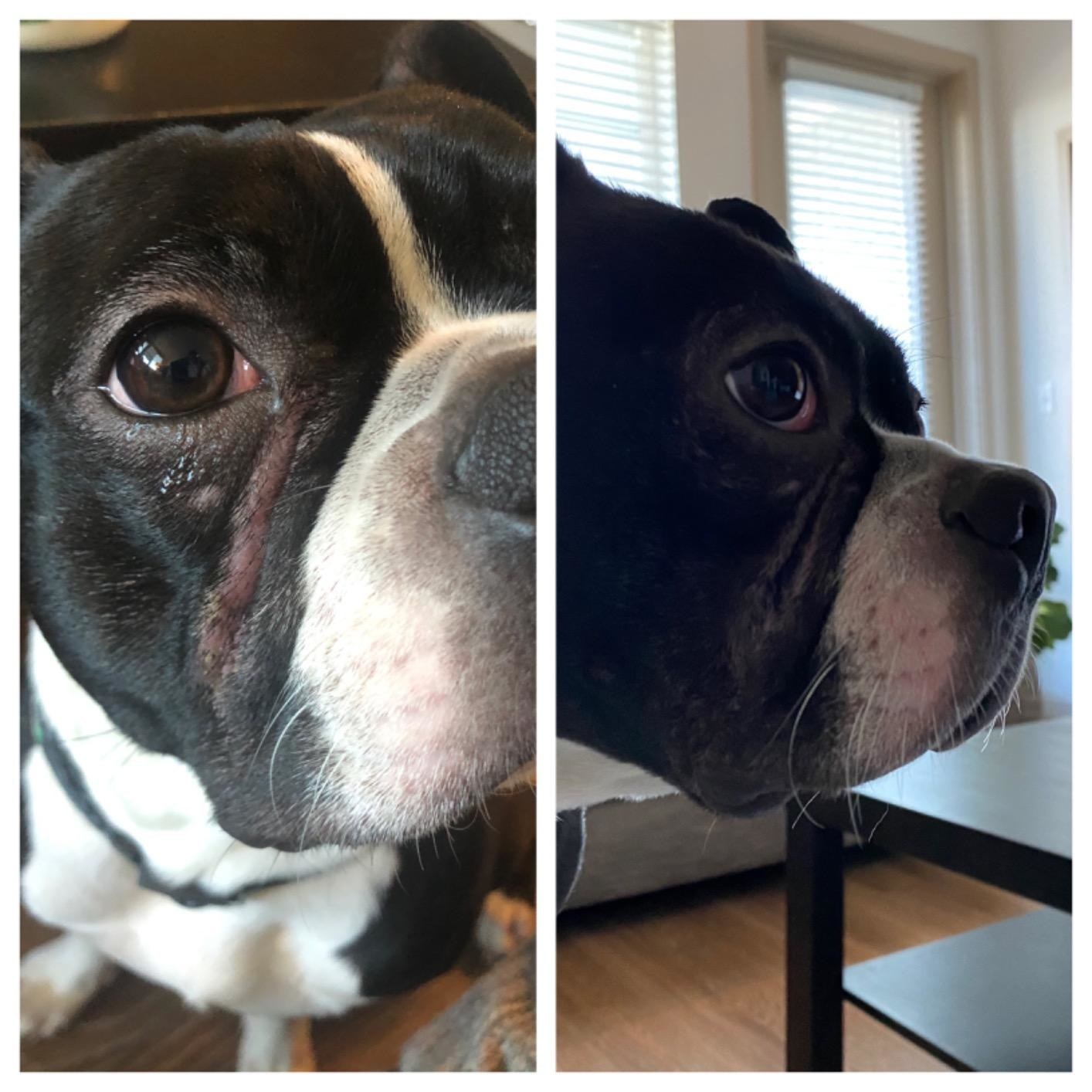 Reviewer's before and after of french bull dog's irritated wrinkles and then soothed skin