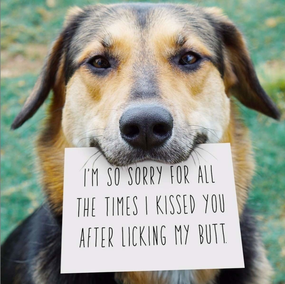 Dog with card in its mouth that says, &quot;I&#x27;m so sorry for all the times I kissed you after licking my butt&quot;