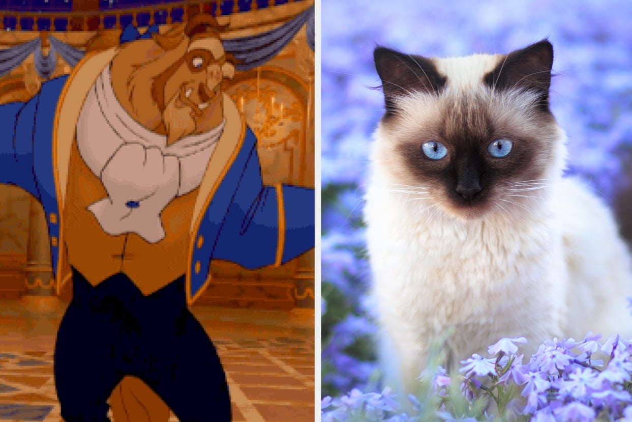 The Beast and a kitten